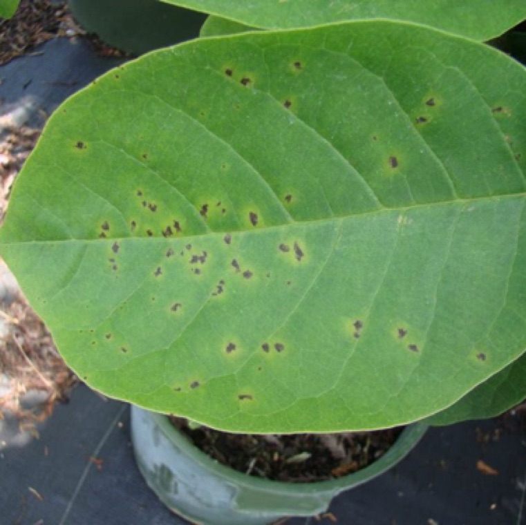 Pseudomonas syringae pv. syringae causes a leaf spot, which looks similar to bacterial leaf spot on magnolia.